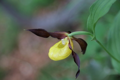Cypripedium calceolus