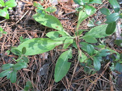 Viola gmeliniana