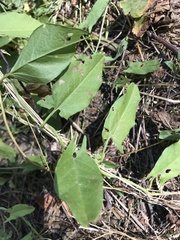 Convolvulus arvensis