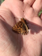 Boloria tritonia