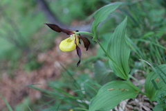 Cypripedium calceolus