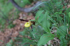Cypripedium calceolus