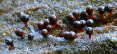Trichia botrytis
