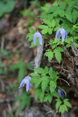 Clematis alpina
