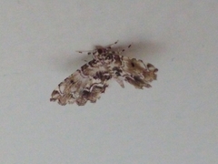 Sufetula