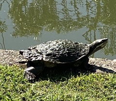 Emydura macquarii