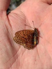 Boloria tritonia