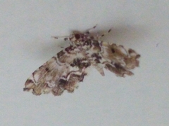Sufetula