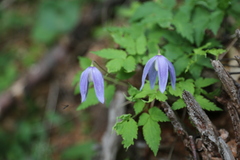 Clematis alpina