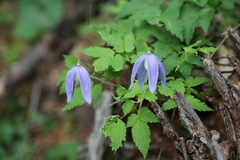 Clematis alpina