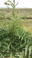 Cynara syriaca