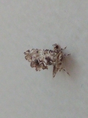 Sufetula