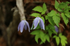Clematis alpina