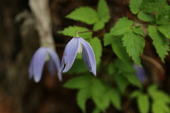 Clematis alpina