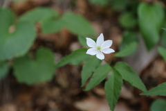 Anemonoides trifolia