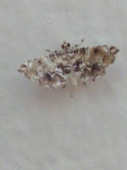 Sufetula