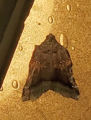 Clydonopteron sacculana
