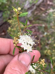 Phebalium squamulosum