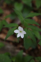 Anemonoides trifolia