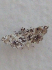 Sufetula