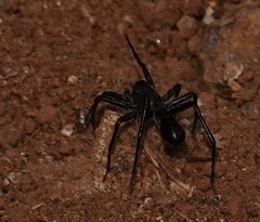 Corinnidae