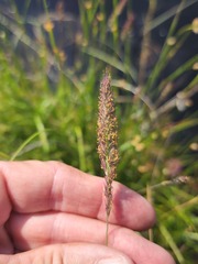 Muhlenbergia