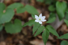 Anemonoides trifolia