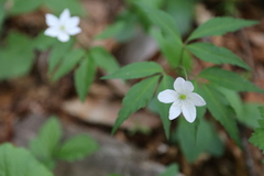 Anemonoides trifolia