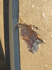 Clydonopteron sacculana