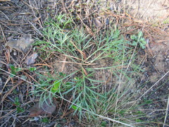 Artemisia commutata