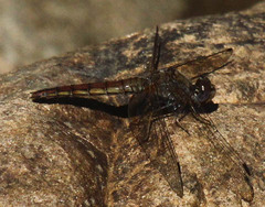 Trithemis kirbyi