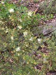 Phebalium squamulosum