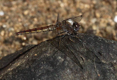 Trithemis kirbyi