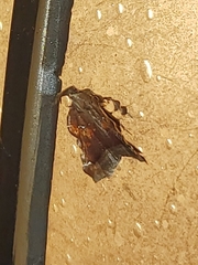 Clydonopteron sacculana