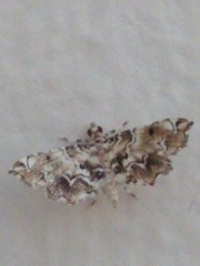Sufetula