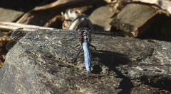 Orthetrum julia