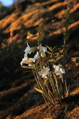 Dendrobium infundibulum