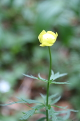 Trollius europaeus