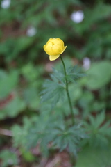 Trollius europaeus