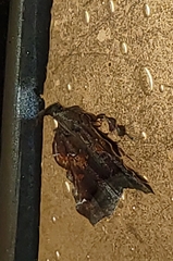 Clydonopteron sacculana