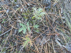 Potentilla tergemina