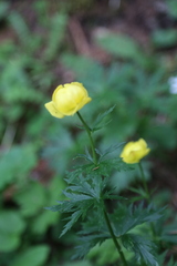 Trollius europaeus