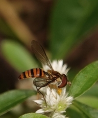 Episyrphus