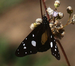 Amauris albimaculata