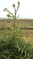Cynara syriaca