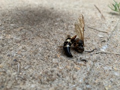 Sphecius speciosus