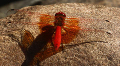 Trithemis kirbyi