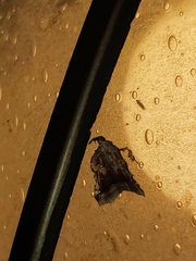 Clydonopteron sacculana