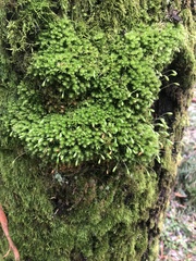 Schizymenium bryoides