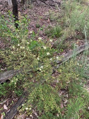 Phebalium squamulosum